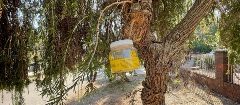 View of European Adopt-a-Trap hanging in a tree in Kalamunda