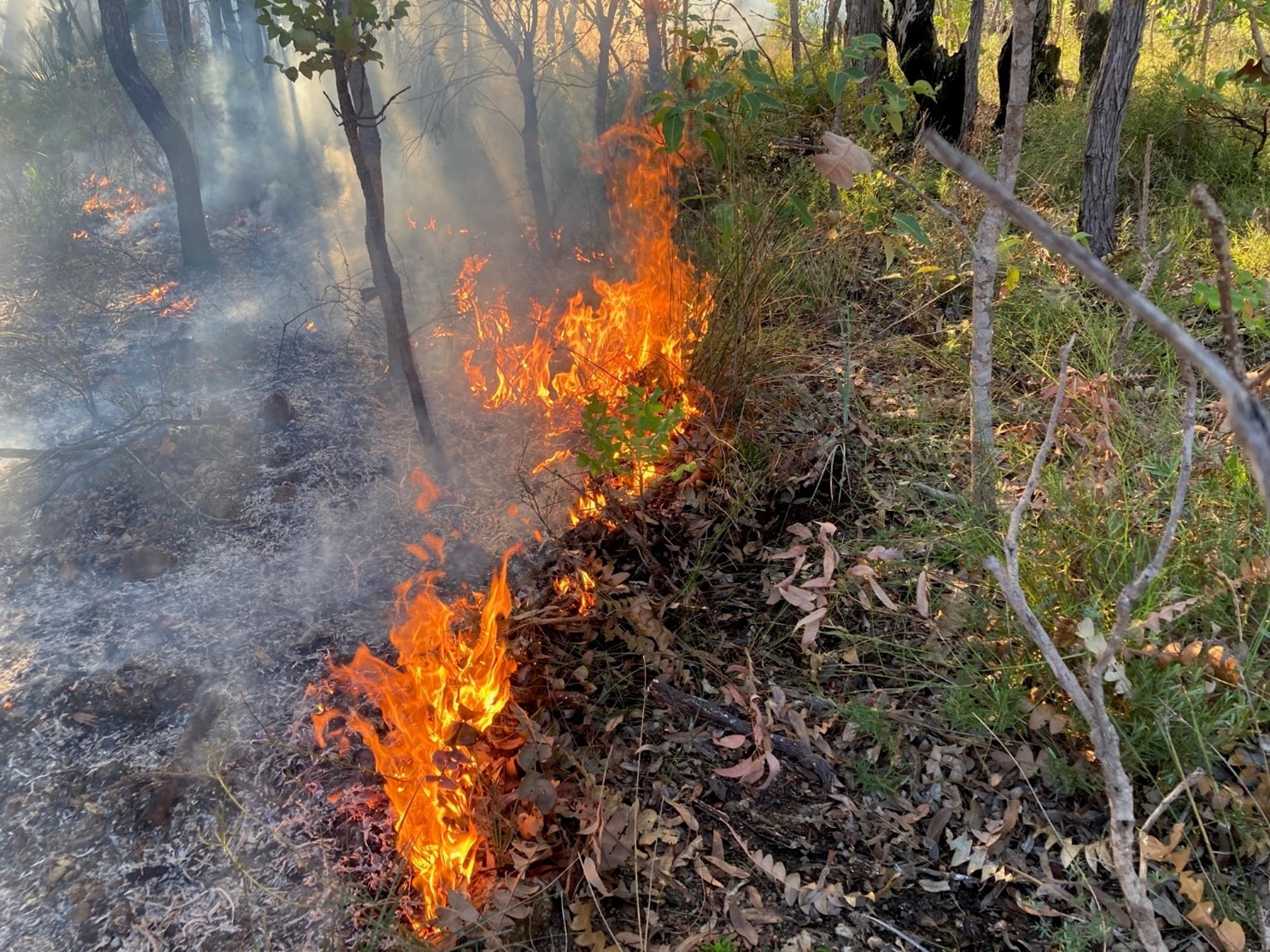 Fire Procedures for Biodiversity