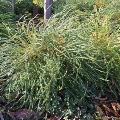 Plant known as Banksia Nivea common name is Honey Pot Dryandra