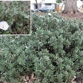 Plant known as Convolvulus Cneorum (Silver Bush)