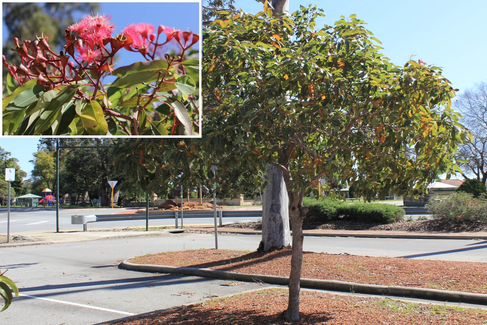 Plant known as Corymbia Ficifolia (Grafted) (Grafted Red Flowering Gum)
