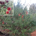 Plant known as Kunzea Baxteri (Scarlet Kunzea)