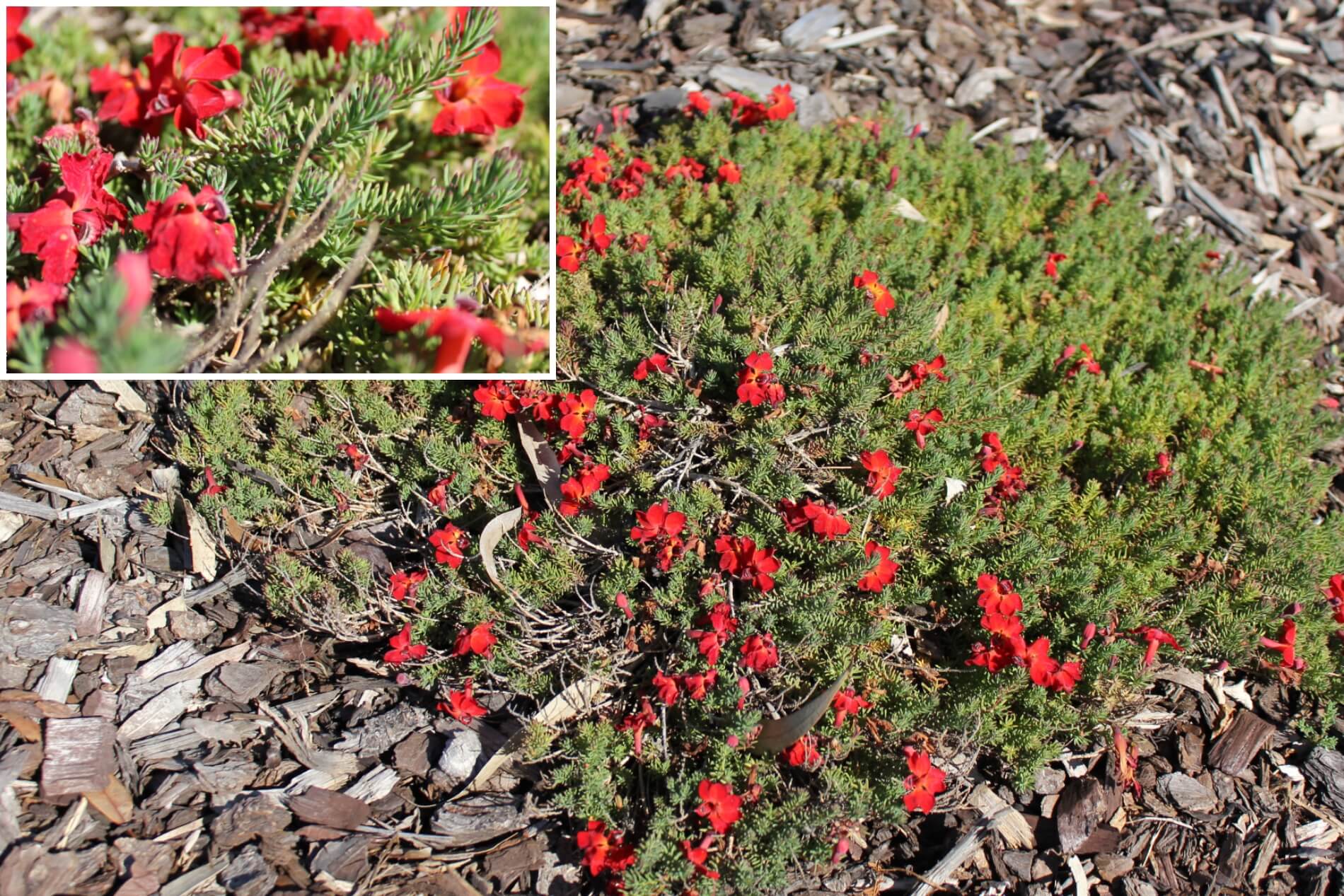 Plant known as Lechenaultia Formosa (Red lechenuaultia)