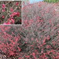 Plant known as Leptospermum Scoparium 'Nanum Rubrum' (Dwarf Red Tea Tree)