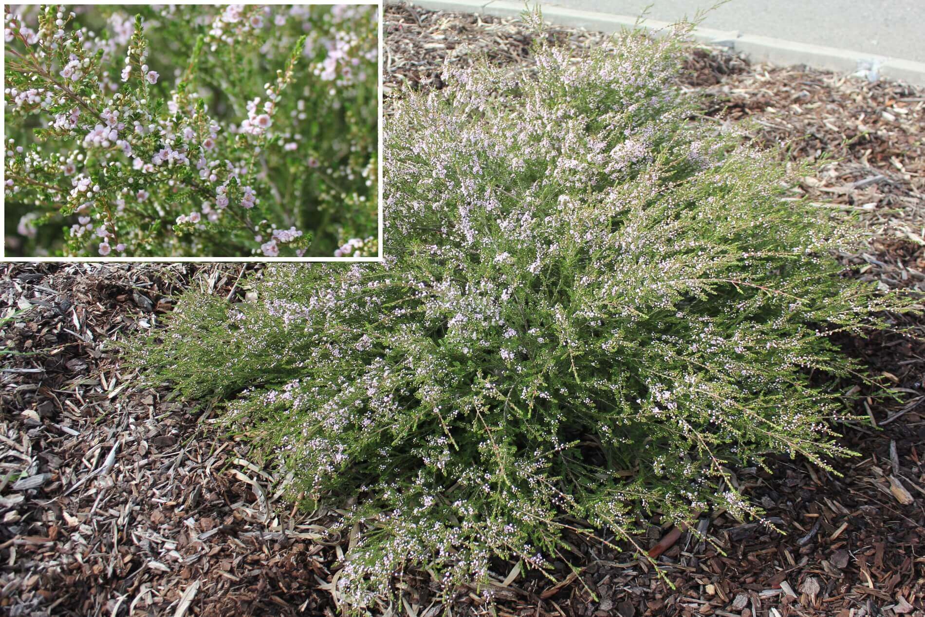 Plant known as Thryptomene Saxicola (Pink Rock Myrtle)
