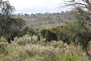 Image of the bush land at Anderson Road Reserve