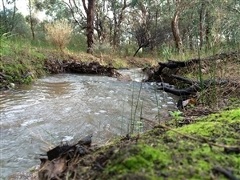 Image of a water way in the Kadina Brook Reserve