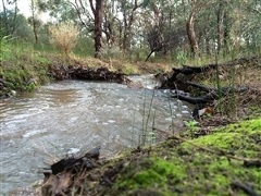Friends of Kadina Brook Image of a water way in the Kadina Brook Reserve
