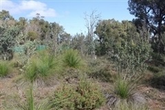 Friends of Kershaw Reserve View of the bushland in Kershaw Reserve