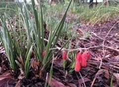 View of some bulbs growing through some debris at Markham Reserve