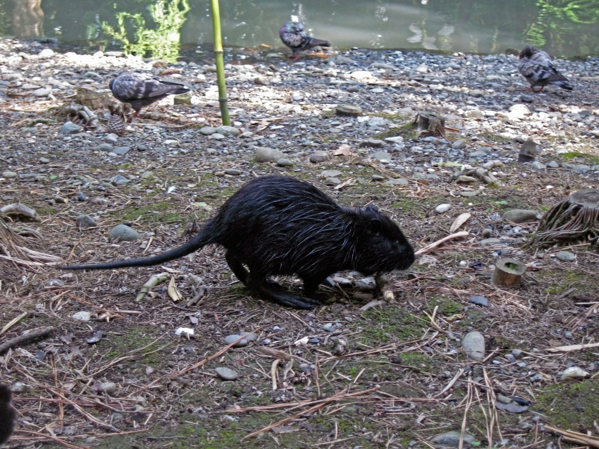 Pest mammals can cause damage to flora and fauna