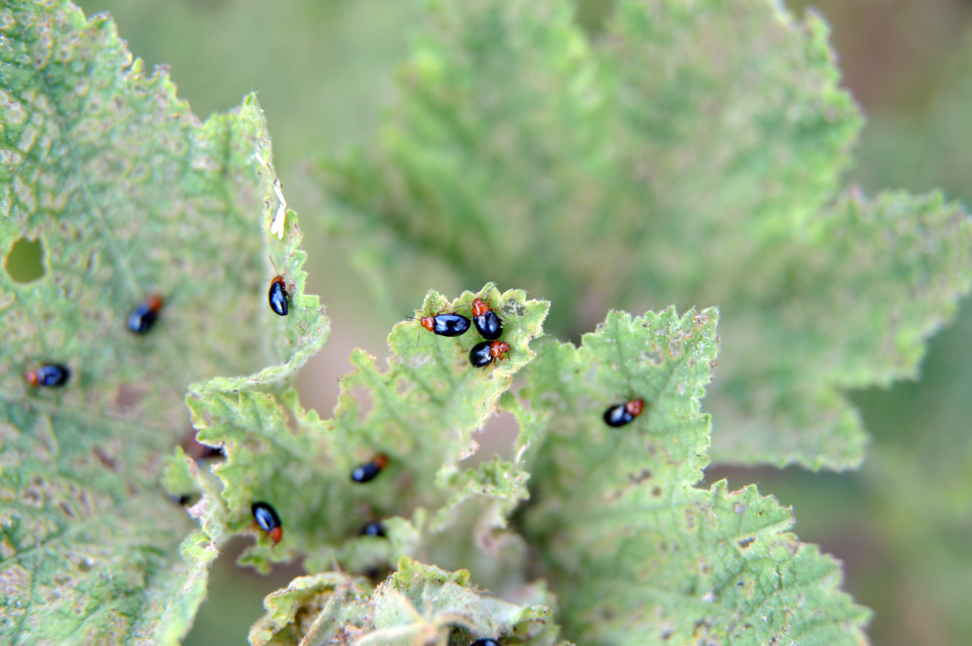 Fleas