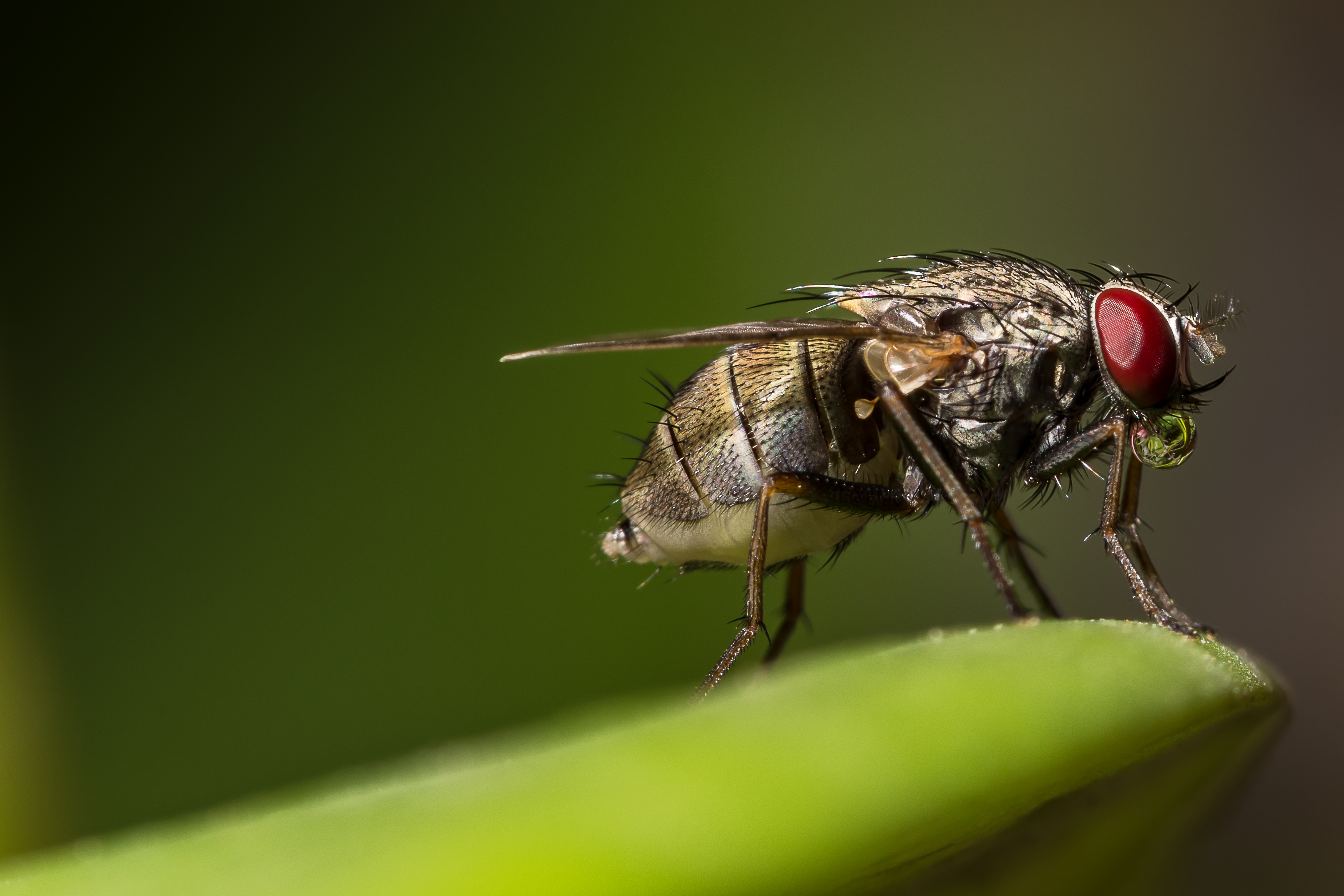 Flies