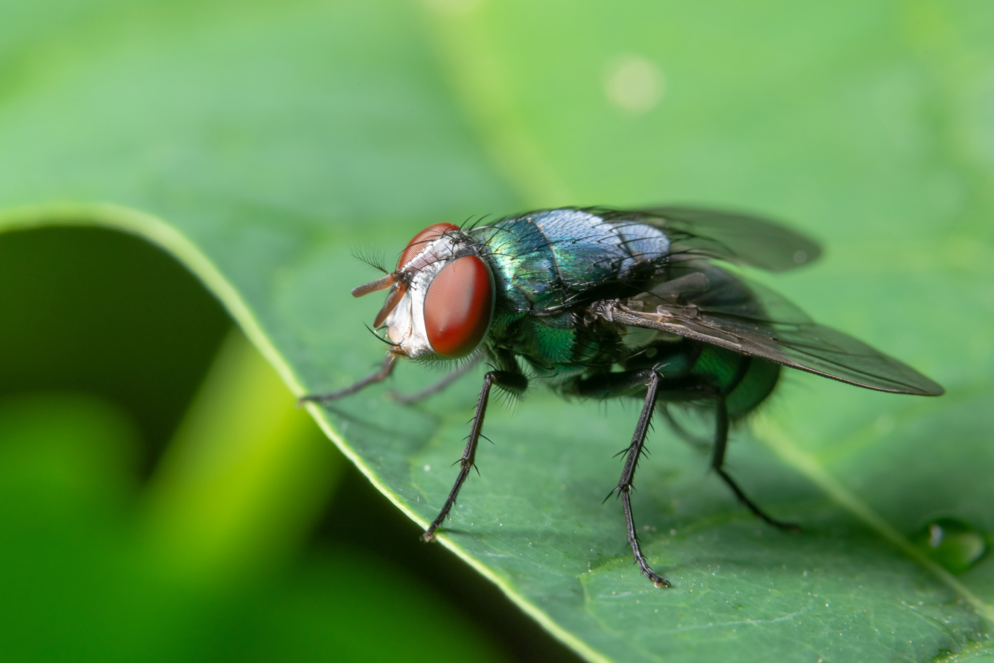Flies