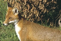 red fox