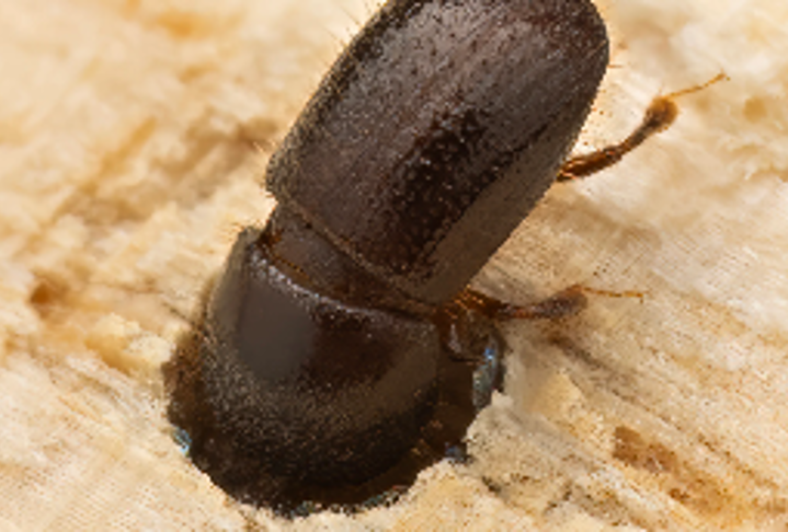 Insect pests