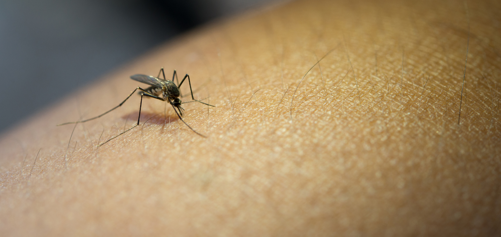 Mosquitos