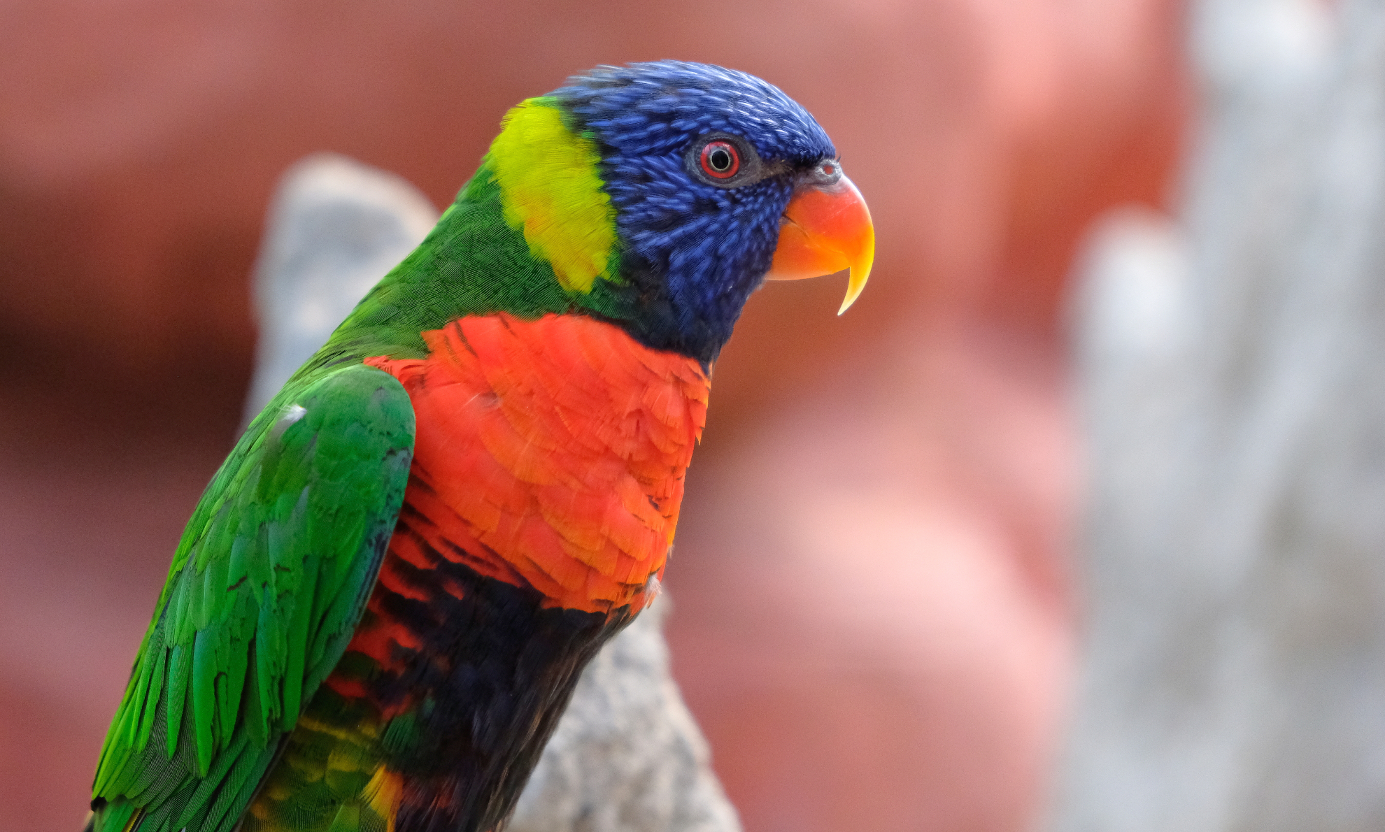 Rainbow Lorikeets Rainbow Lorikeets