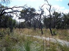 Phytophthora dieback in Fleming Reserve
