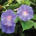 Mile-a-Minute Blue Morning Glory