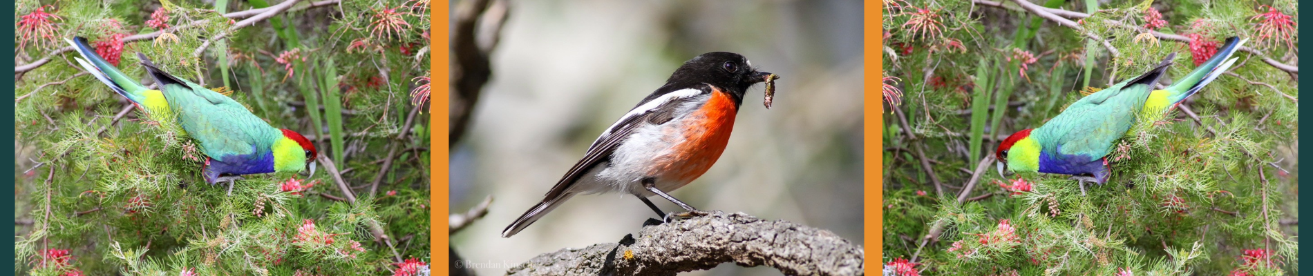 Brice Wells Memorial Bird Walk - Jorgensen Park, Kalamunda - event 2025
