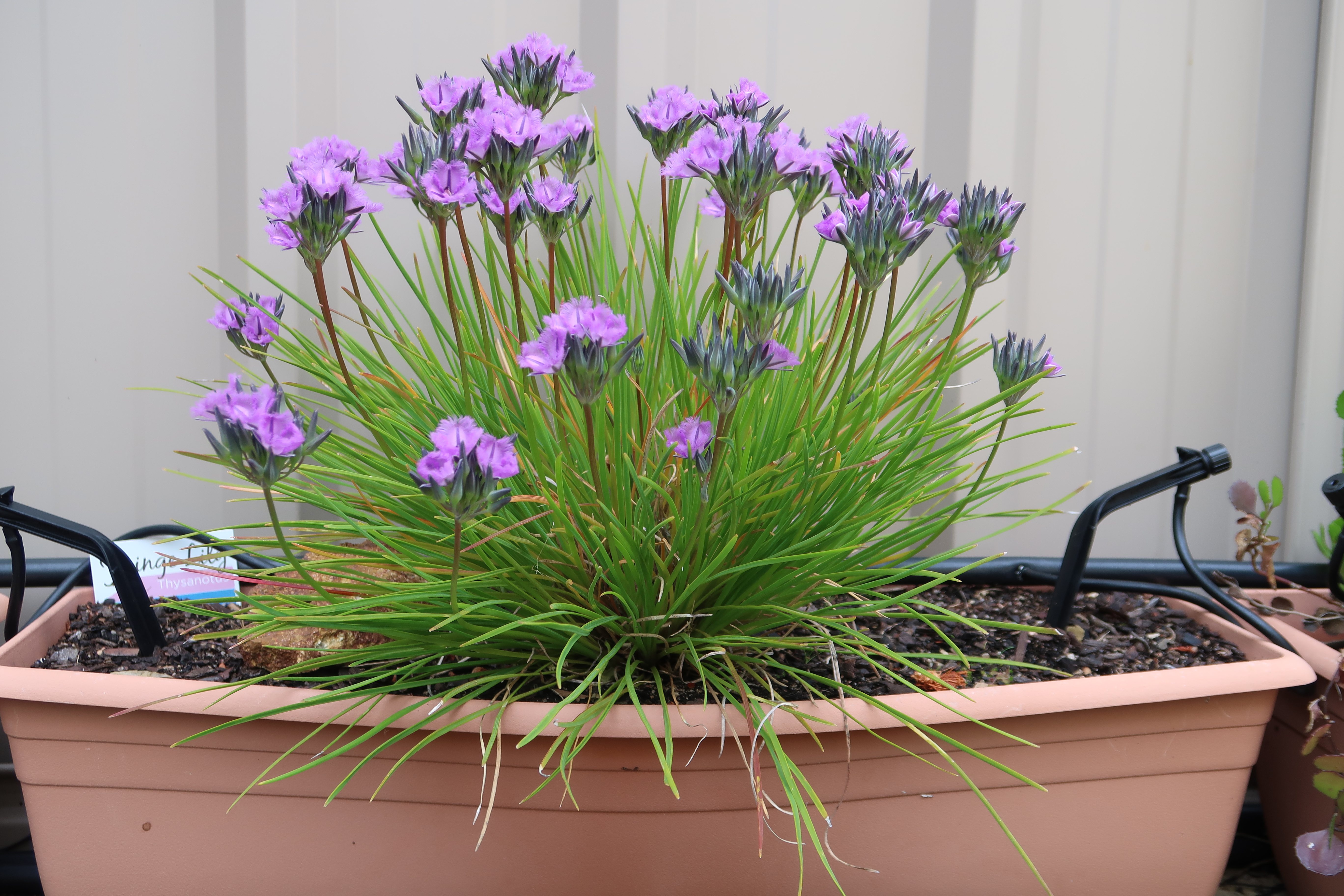 Wildflowers in pots @ Lesmurdie Library