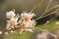 Spring Flowers in Perth Hills