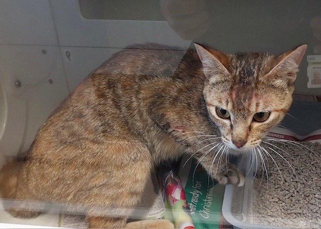 Tabby domestic short hair