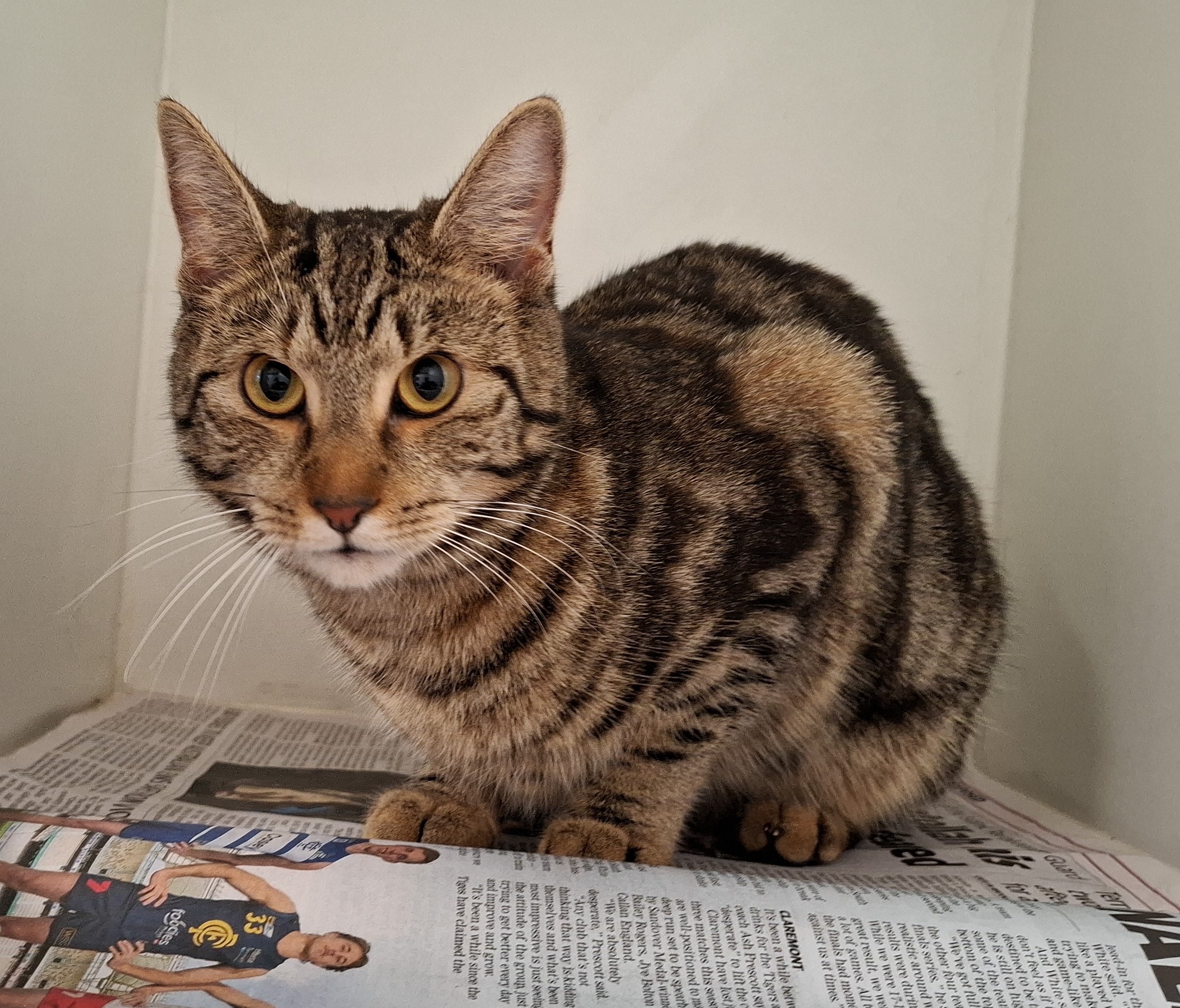 Tabby Cat