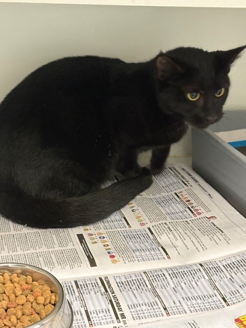 Female Black Cat