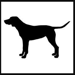 Staffy Cross