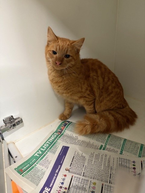 DSH- GINGER