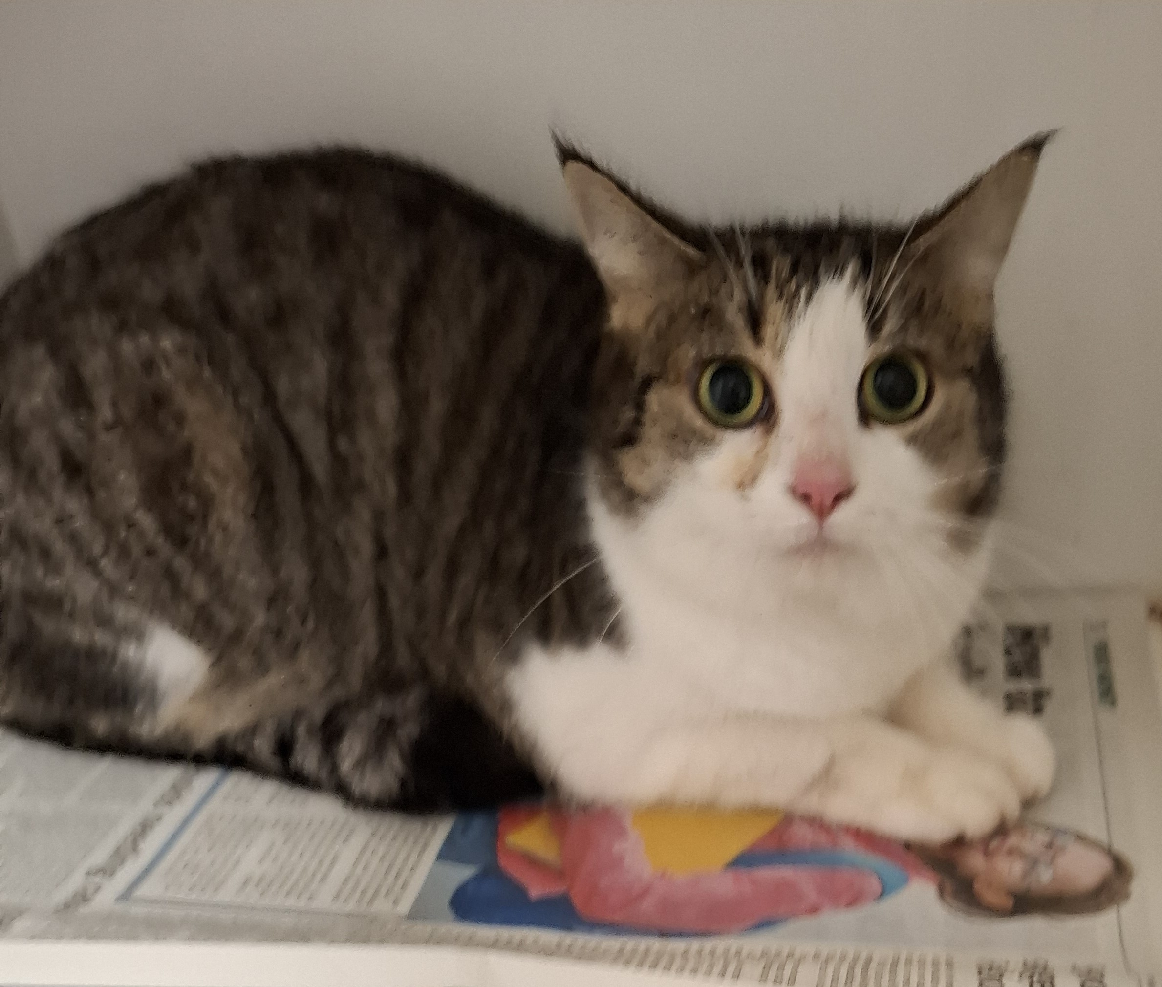 Tabby/wh Cat