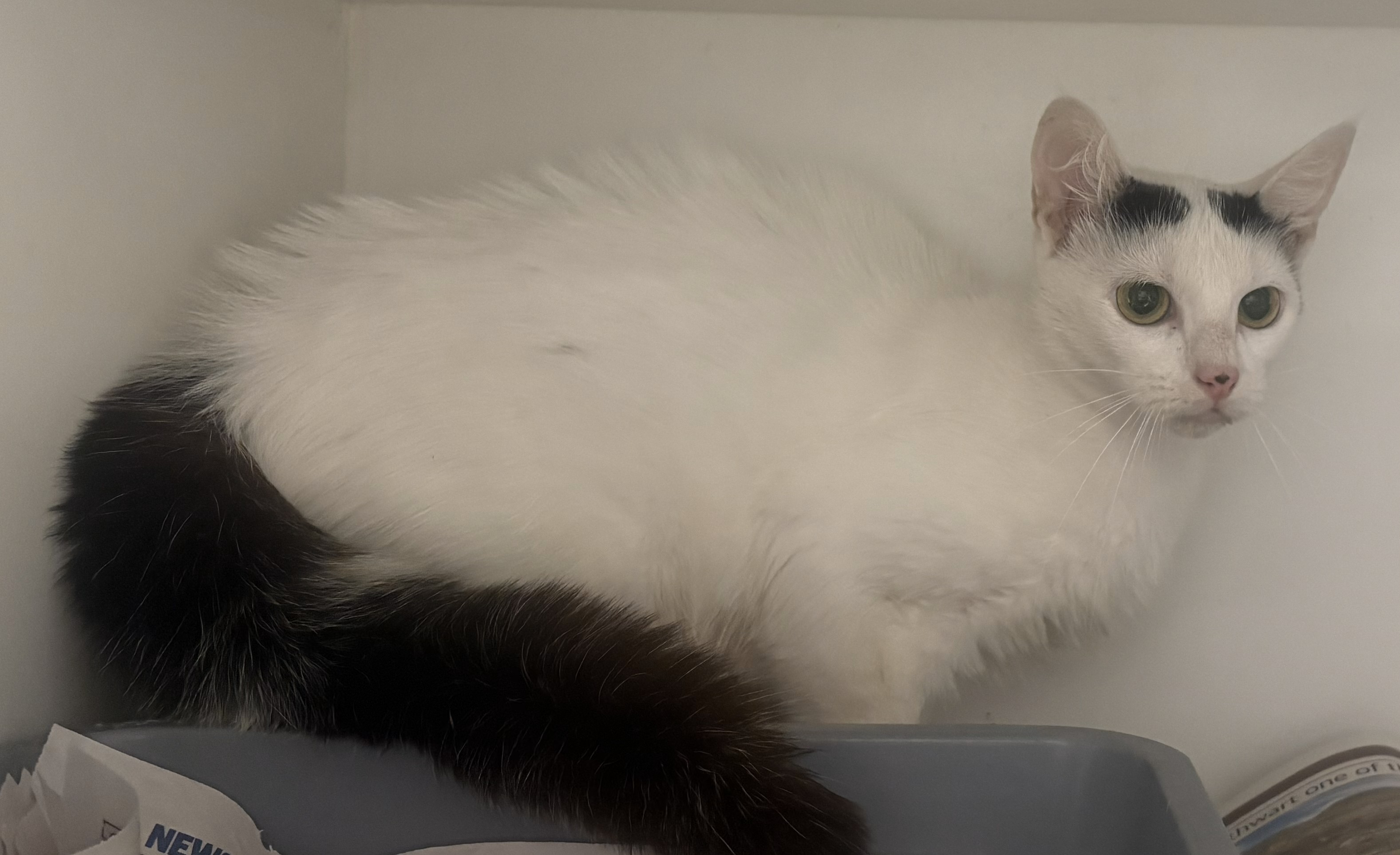 white cat with blk patches