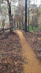 View of a section of Perth Hills Trail Loop - Stage 1 trail - shows the dirt track going between trees