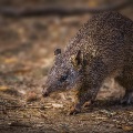 Local Fauna in the Perth Hills - Quenda (related to the infamous Quokka) | Photo by Nature by Nathan